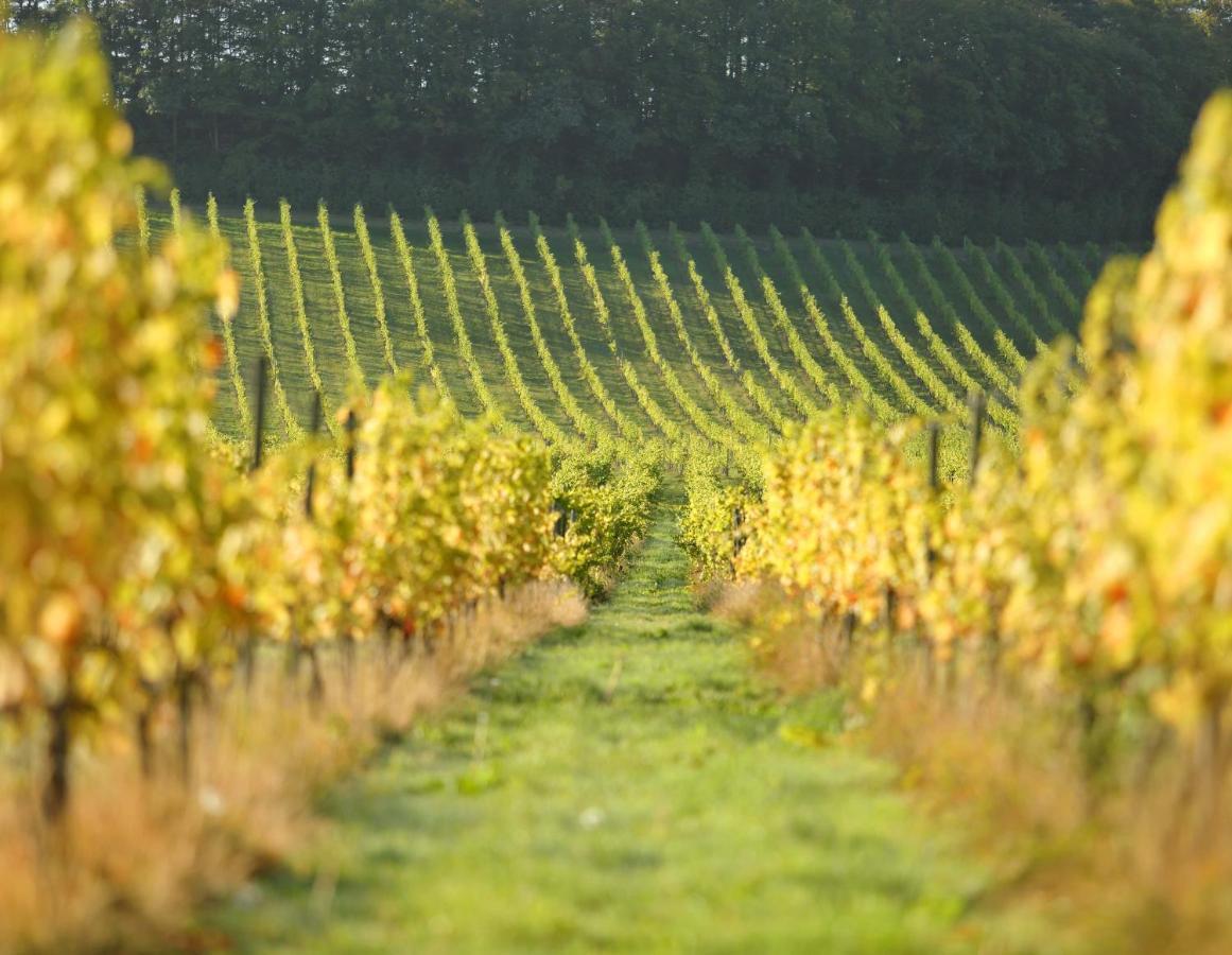 Denbies Vineyard Hotel دوركينغ المظهر الخارجي الصورة