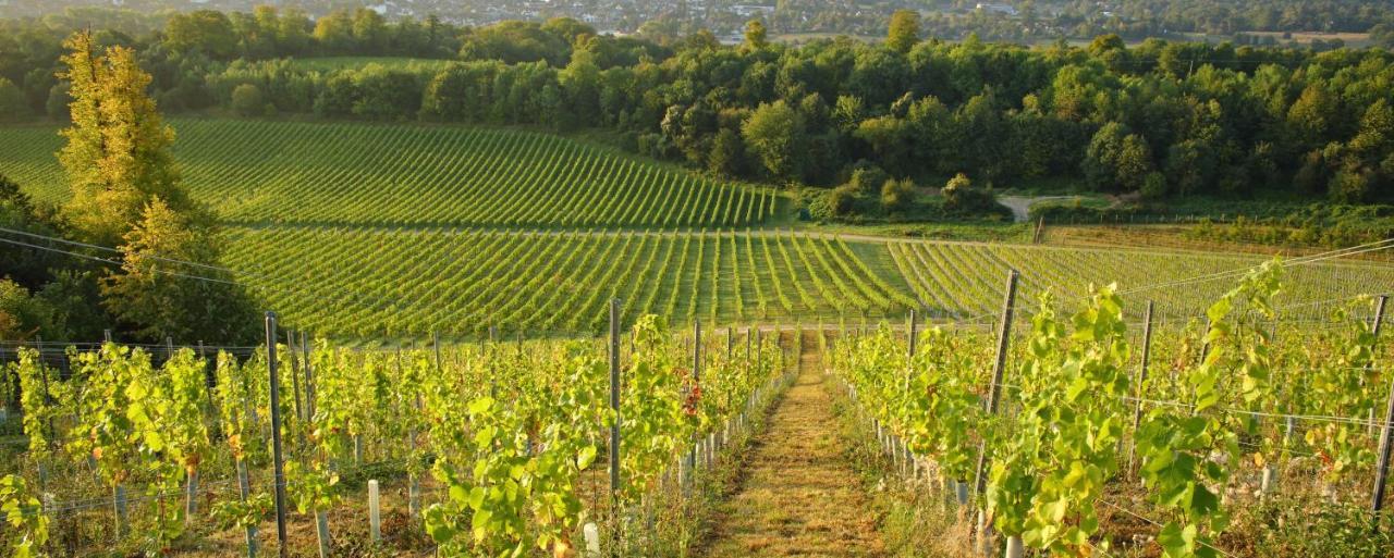 Denbies Vineyard Hotel دوركينغ المظهر الخارجي الصورة